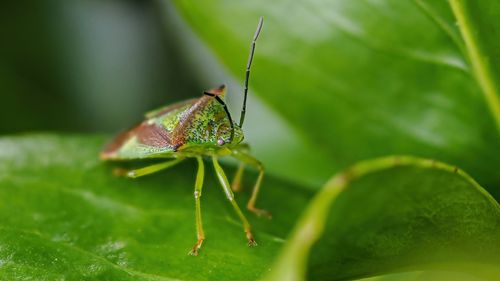 Free Detailed macro shot of a green shield bug resting on a leaf, showcasing its camouflage abilities. Stock Photo
