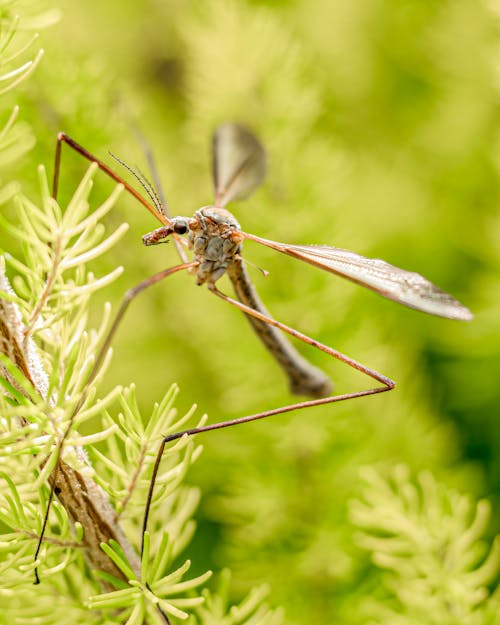 Fotos de stock gratuitas de conífero, de cerca, insecto