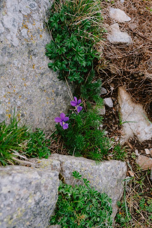 Ivy on Stones