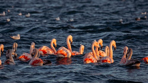 Flamencos en Puerto Madryn, Chubut, Argentina