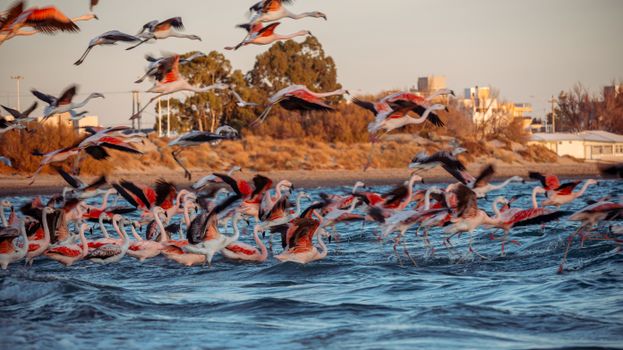 Flamencos en Puerto Madryn, Chubut, Argentina