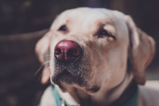 这张可爱的拉布拉多猎犬特写，展现了它灵巧的鼻子和温柔的神情