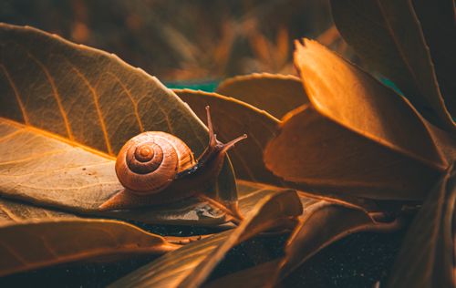 Free A detailed capture of a snail on autumn leaves, showcasing nature's elegance. Stock Photo