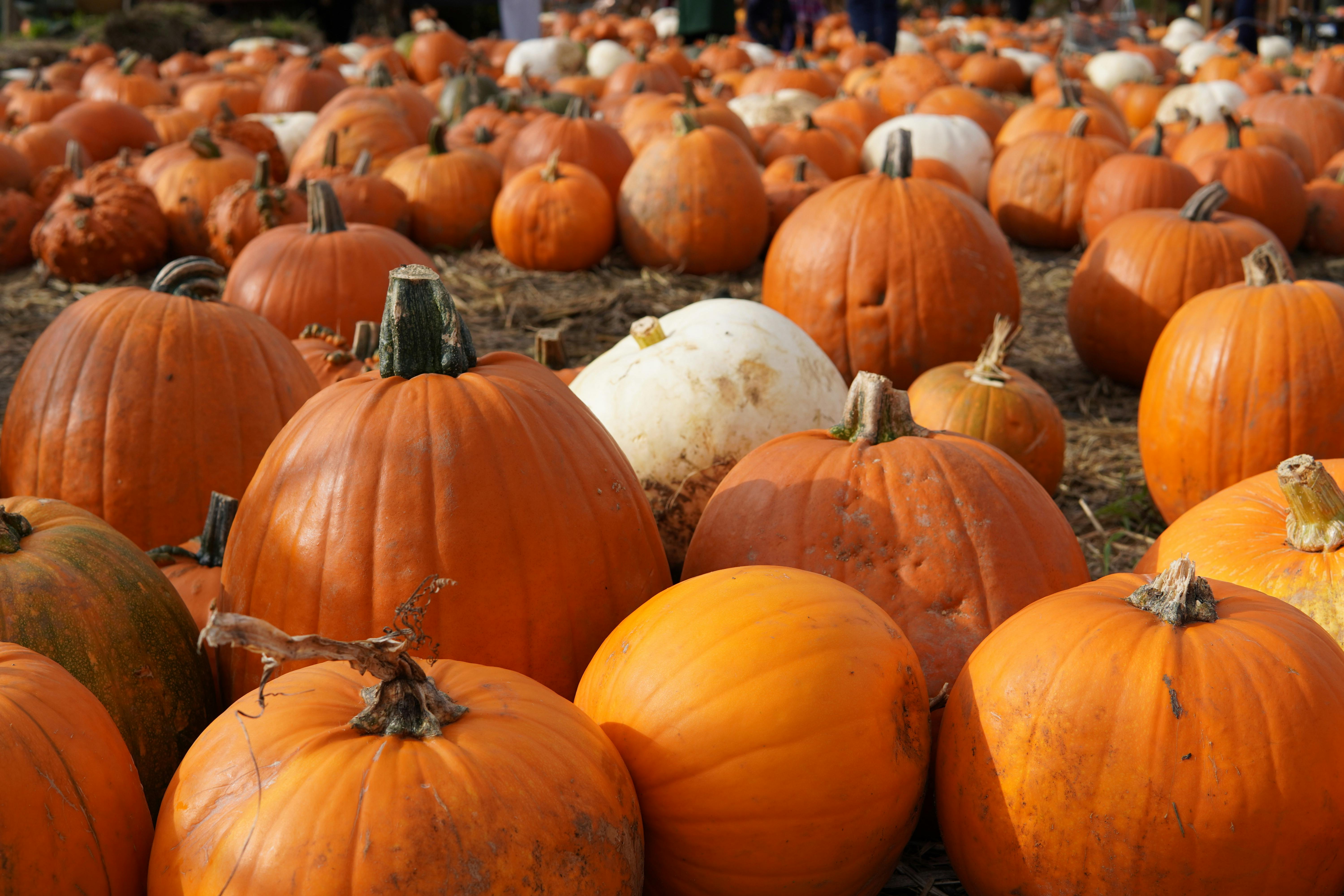 Explore a colorful pumpkin patch filled with pumpkins of various sizes during fall.
