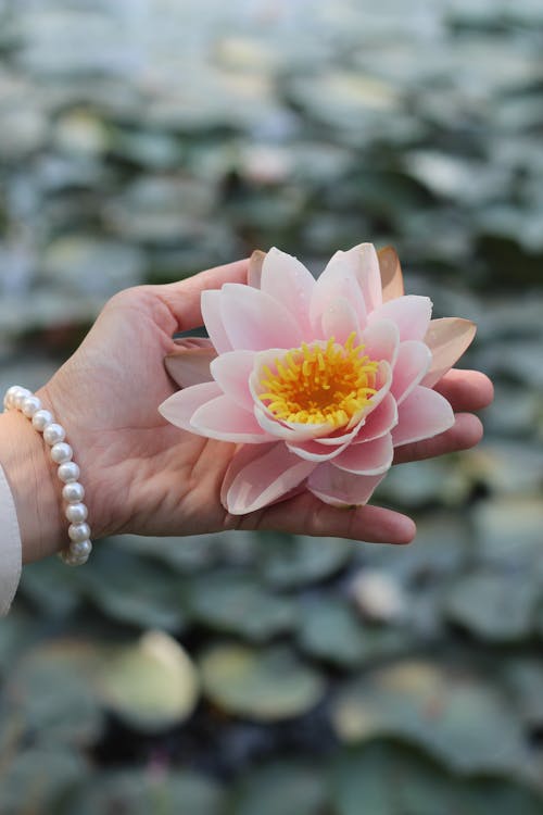 Pink Lotus in Hand with Pearl Bracelet