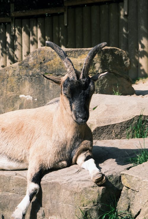 Foto profissional grátis de animais selvagens, animal, bode