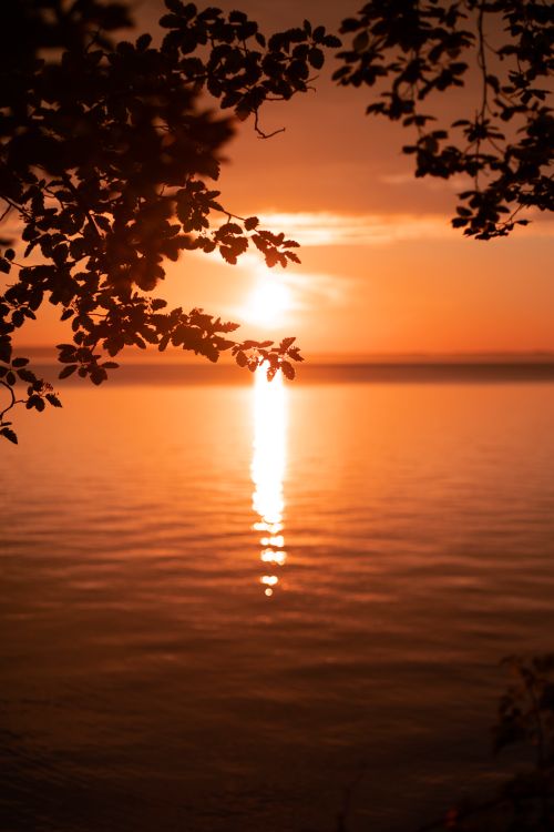 Free A tranquil sunset reflecting over a lake in Ödeshög, Sweden, framed by silhouetted tree branches. Stock Photo