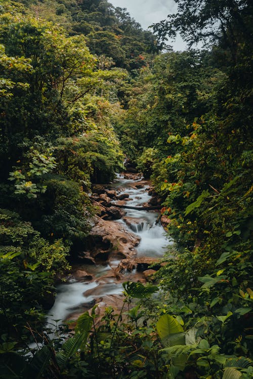Foto profissional grátis de água corrente, floresta, leito do rio
