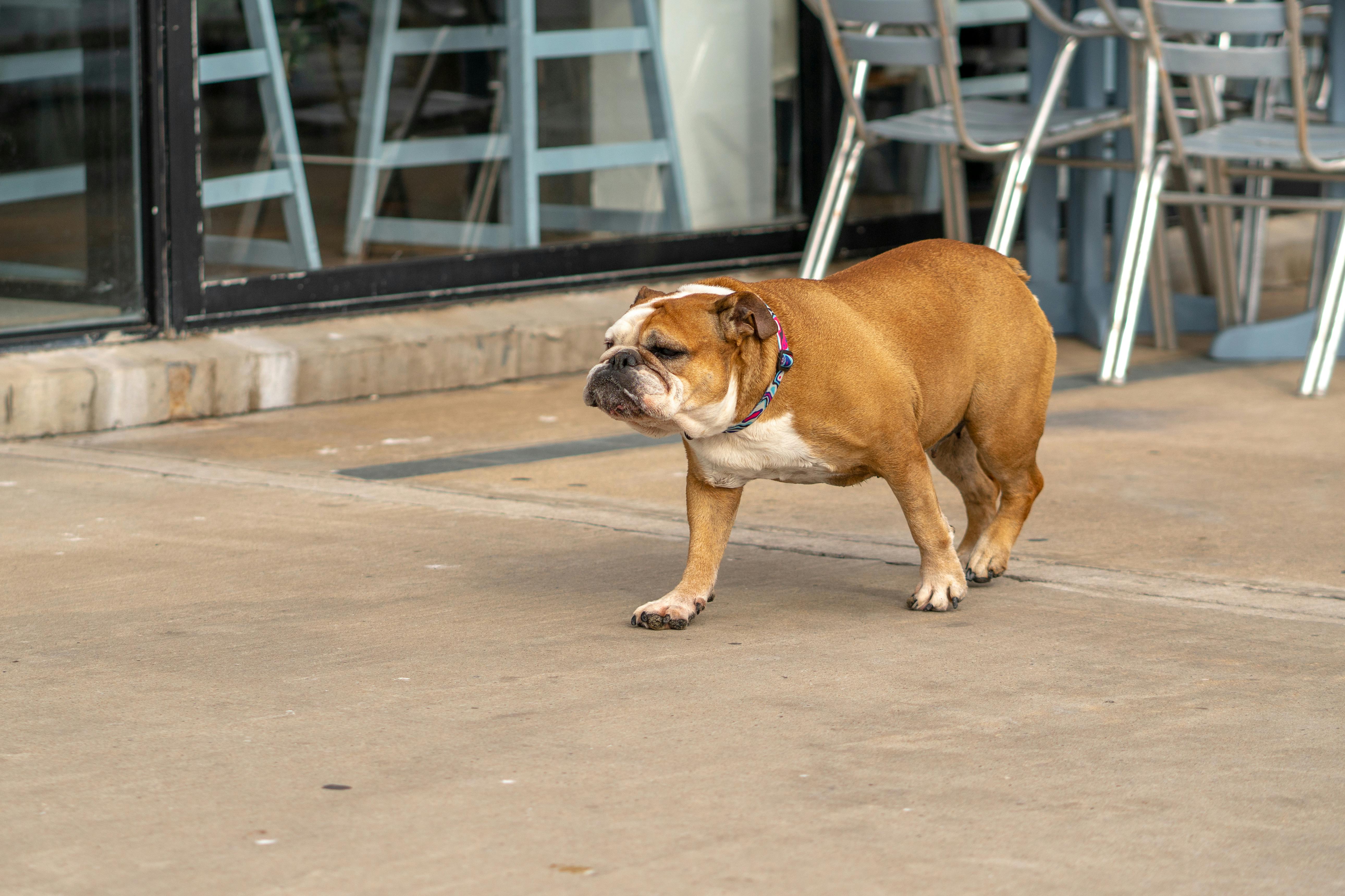 Bulldog on Pavement