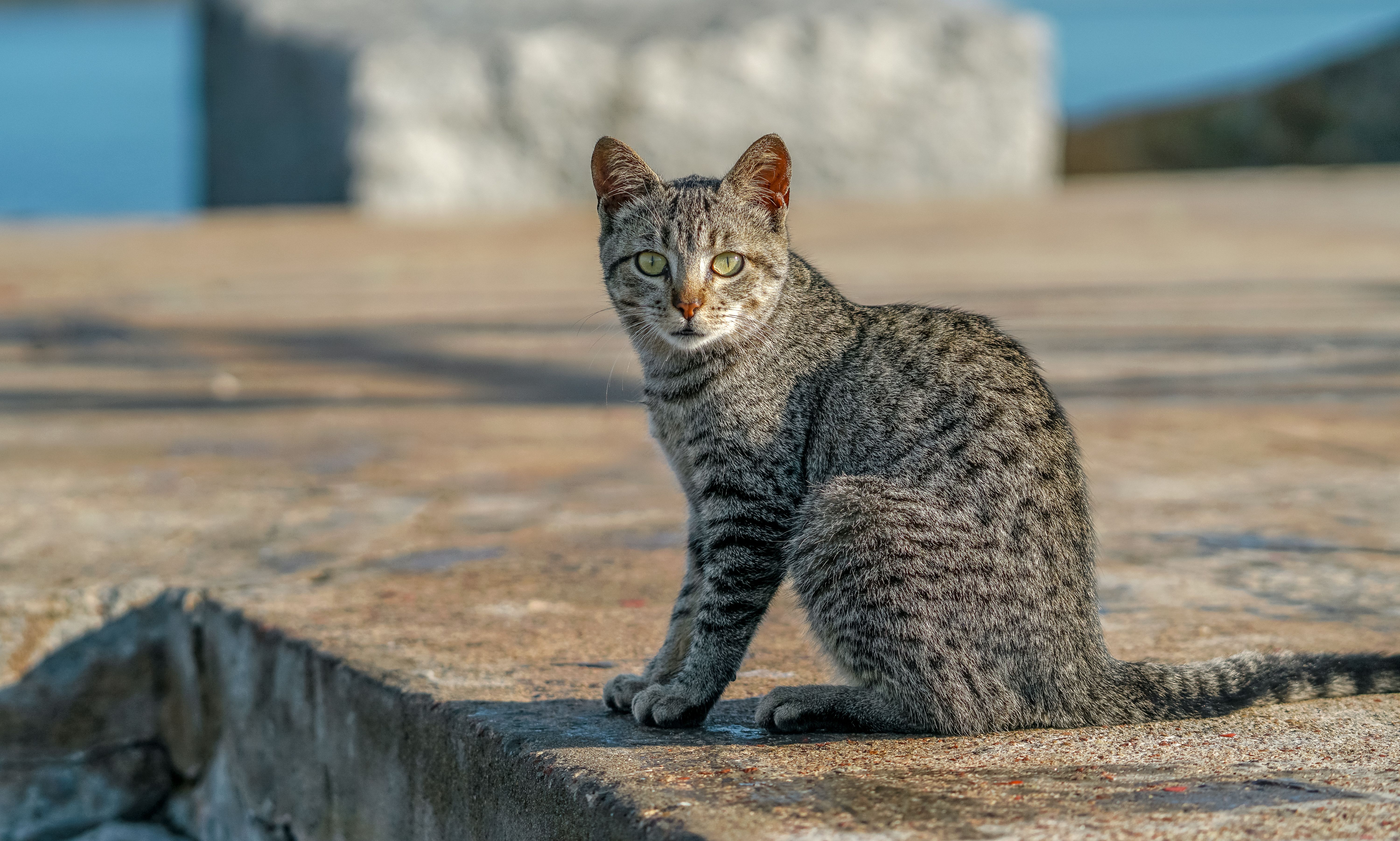 Gray Cat Sitting on Concrete · Free Stock Photo