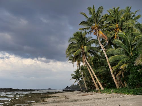 Palm Trees by Beach on Island