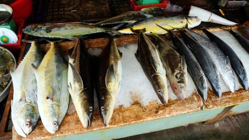 Free stock photo of green curry with seafood, hamachi yellowtail fish, maguro tuna Stock Photo