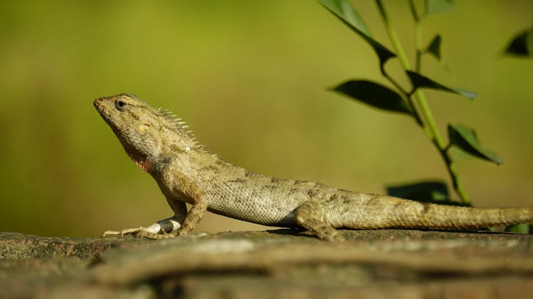 Iguana Standing On Stone