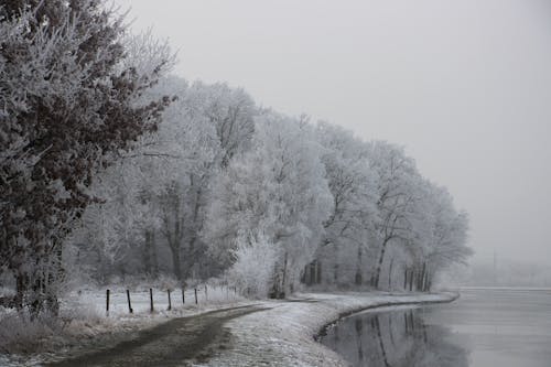 Foto d'estoc gratuïta de blanc, cristall de gel, gel