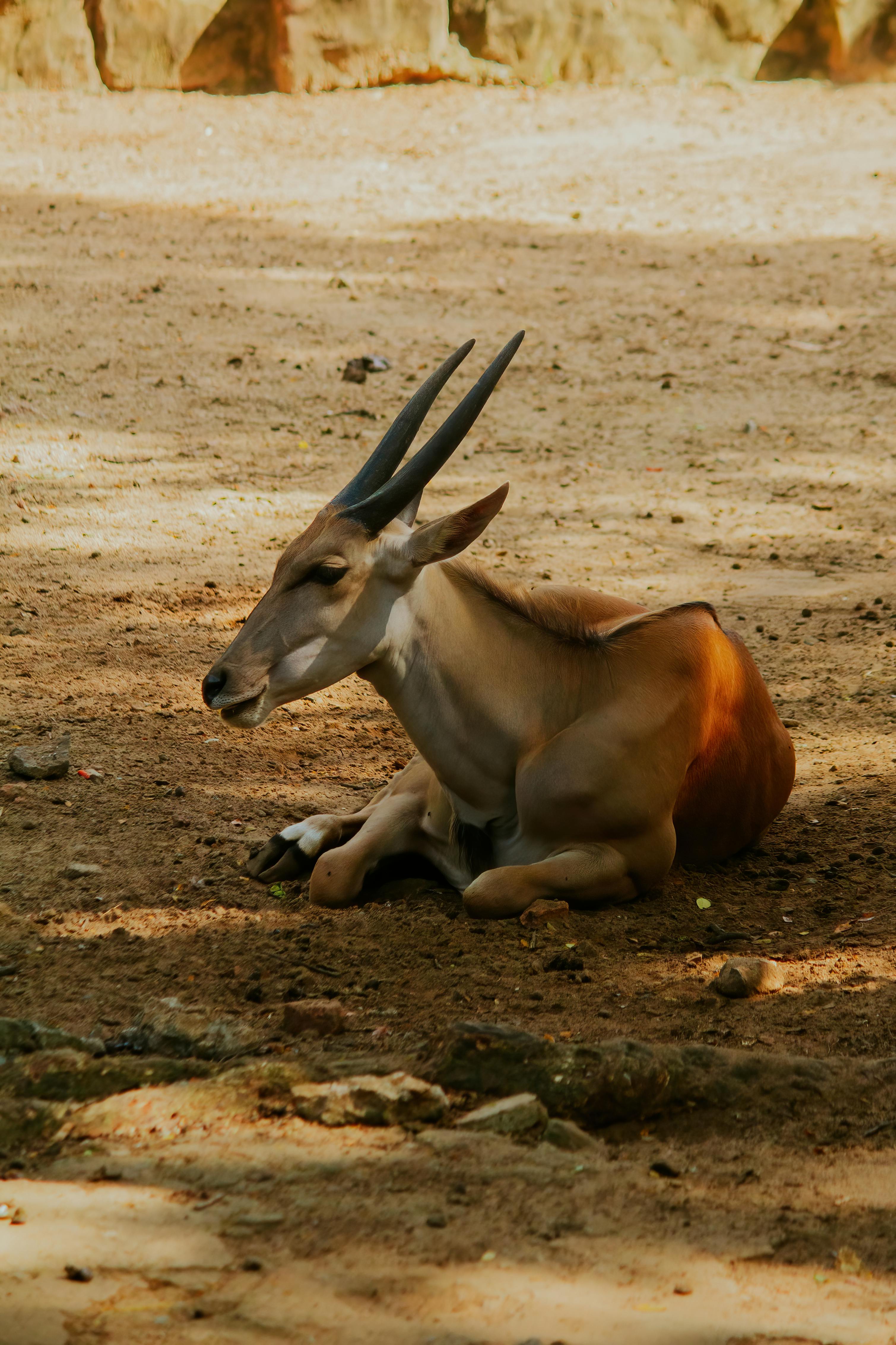 grátis Foto profissional grátis de animais selvagens, animal, antílope Foto profissional