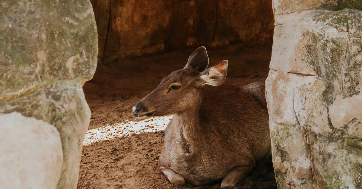 Deer Digested Rocks Deer Lying Down among Rocks · Free Stock Photo