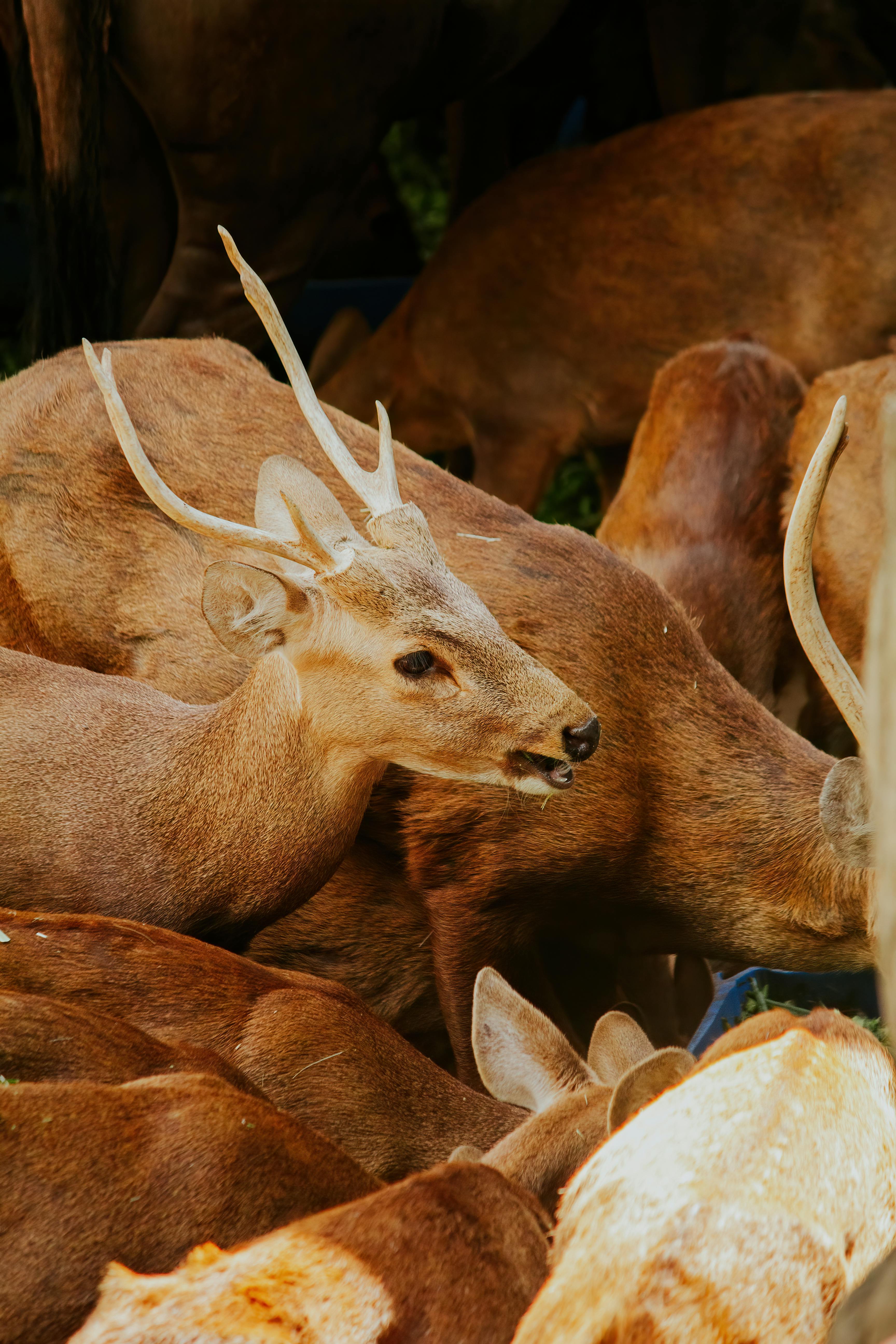 grátis Foto profissional grátis de adular, amigo do ambiente, animais com chifres Foto profissional