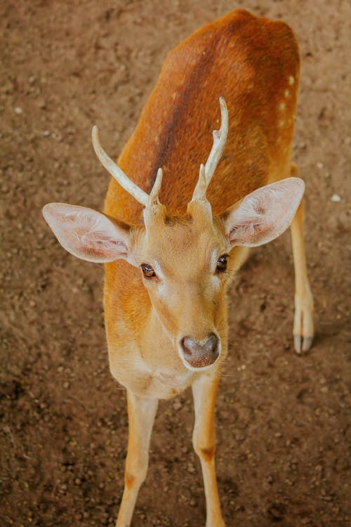 クワガタ, 動物の写真, 可愛いの無料の写真素材