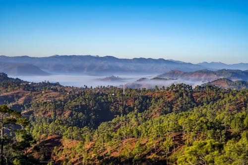 Scenic Panorama of Mountian Forest Landscape in Fog