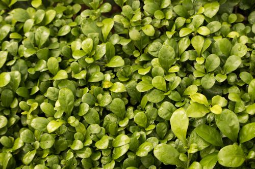 Free A lush and vibrant green foliage close-up with dewdrops on leaves. Stock Photo