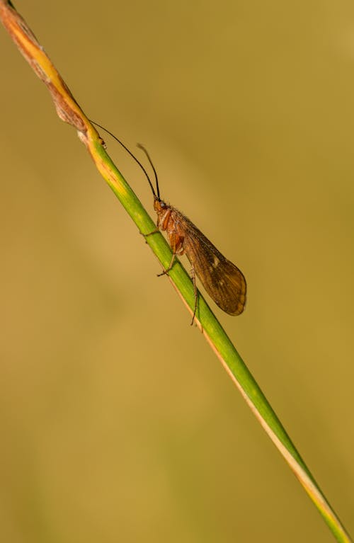 Closeup of a Caddisfly