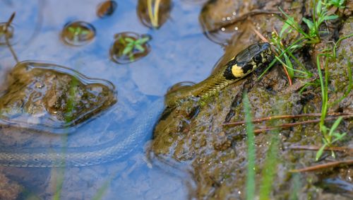 Free A detailed close-up of a snake blending into its natural wetland environment, highlighting its camouflage. Stock Photo