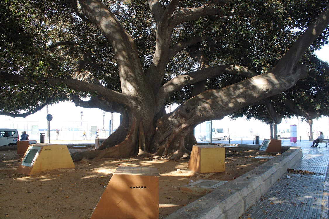 ficus de Mora en Cádiz