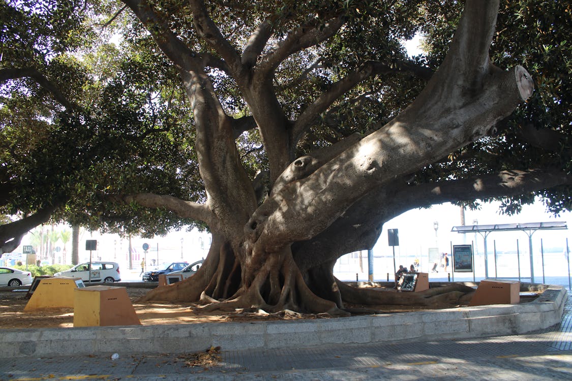 ficus de Mora en Cádiz