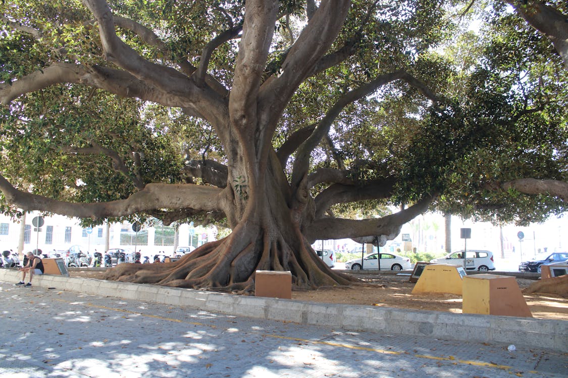 ficus de Mora en Cádiz