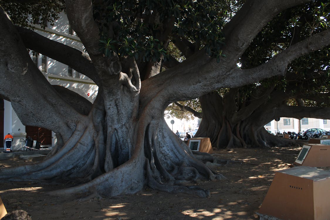 ficus de Mora en Cádiz