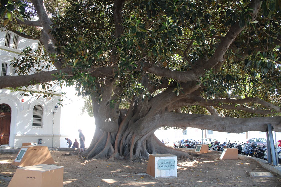 ficus de Mora en Cádiz