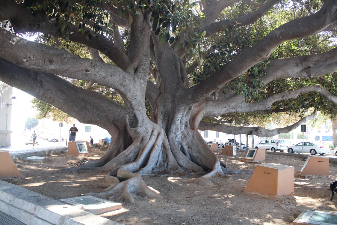 ficus de Mora en Cádiz