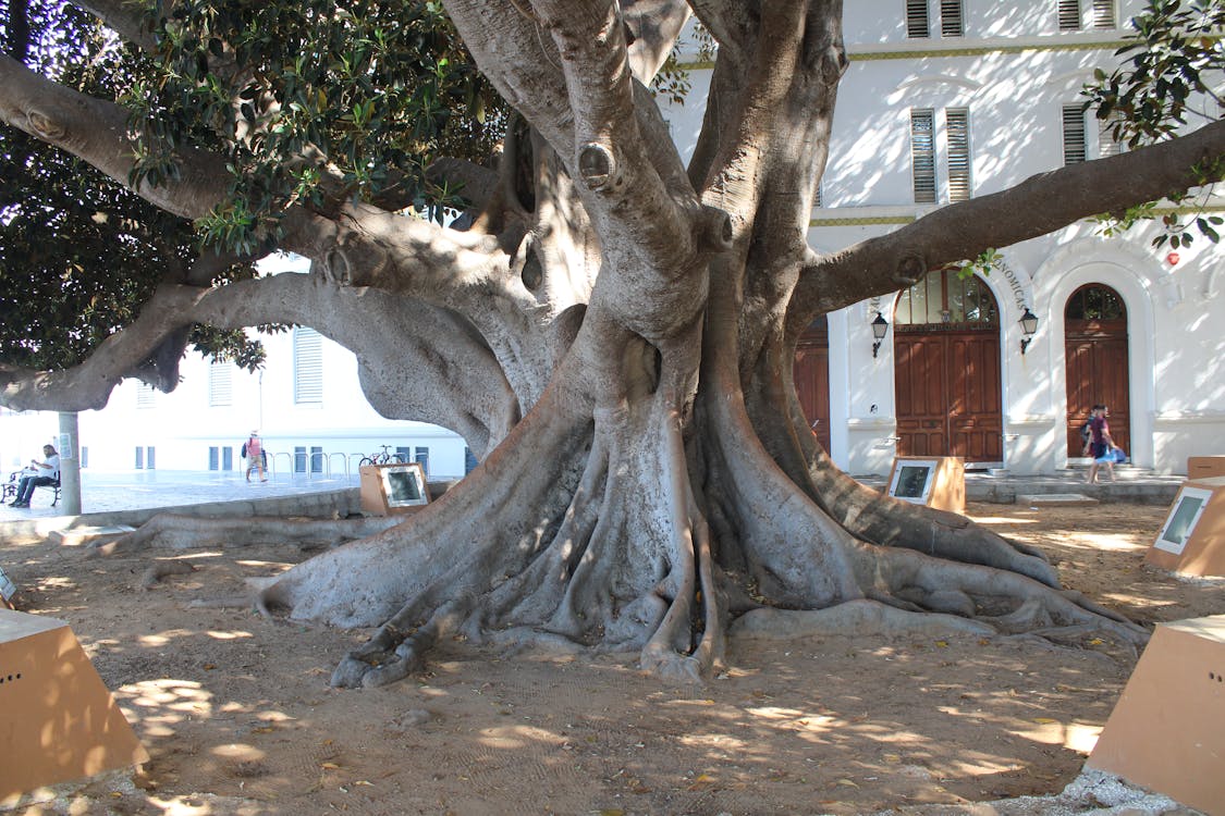 ficus de Mora en Cádiz