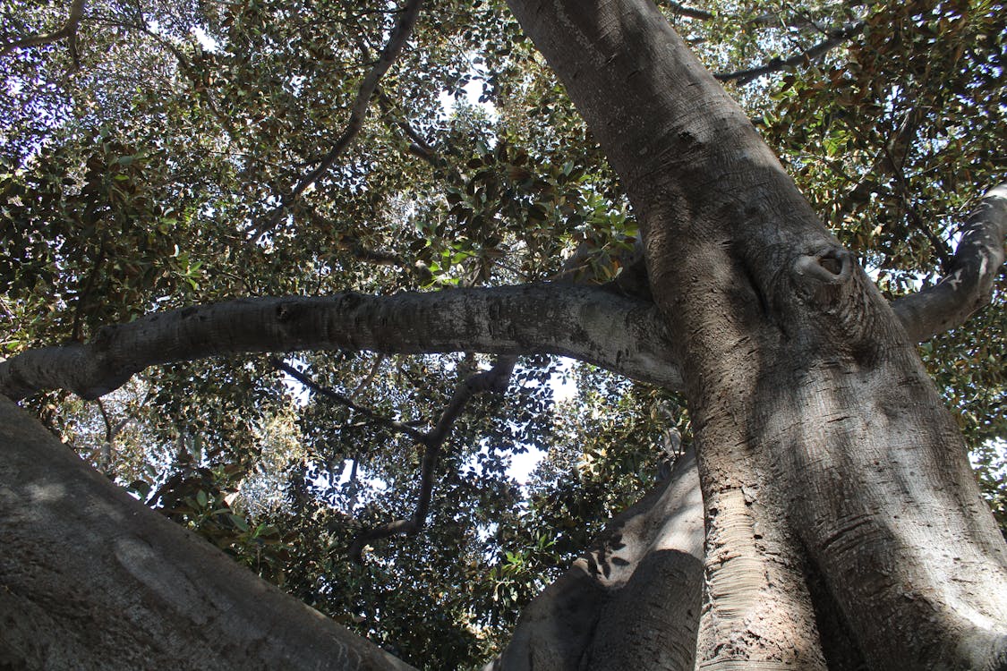 ficus de Mora en Cádiz