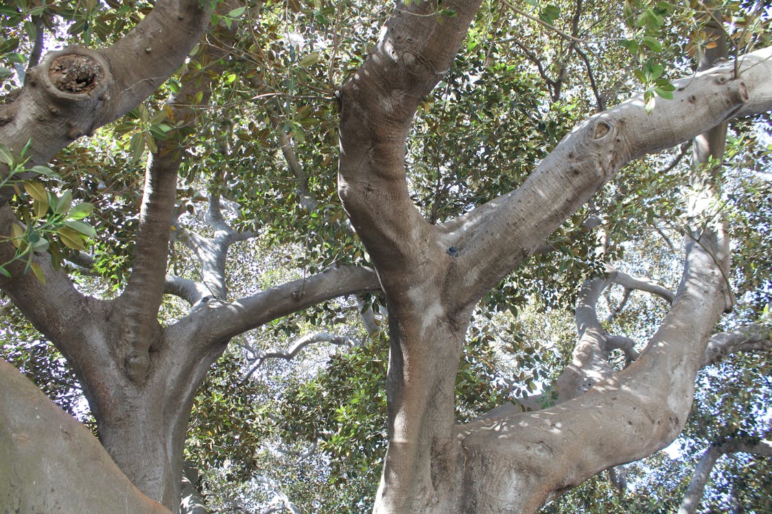 ficus de Mora en Cádiz