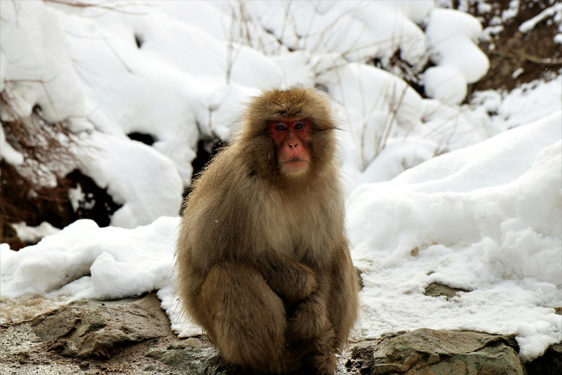 Japanese Macaque with Fluffy Fur Resting on Stones Near Snow