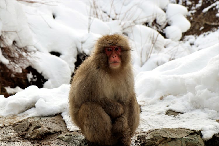 Japanese Macaque With Fluffy Fur Resting On Stones Near Snow