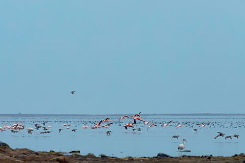 Flamingos Flying by the Sea