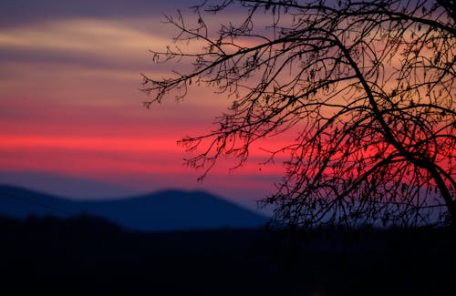 Leafless Tree Branches Against a Red Sky at Sunset