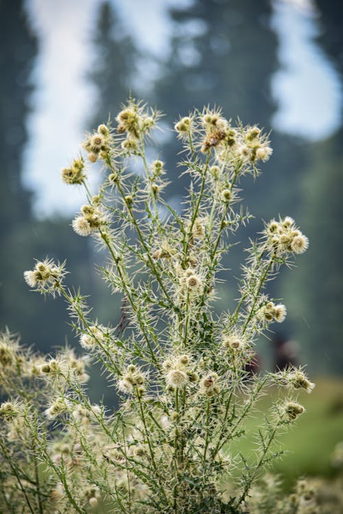 Thistles on Meadow