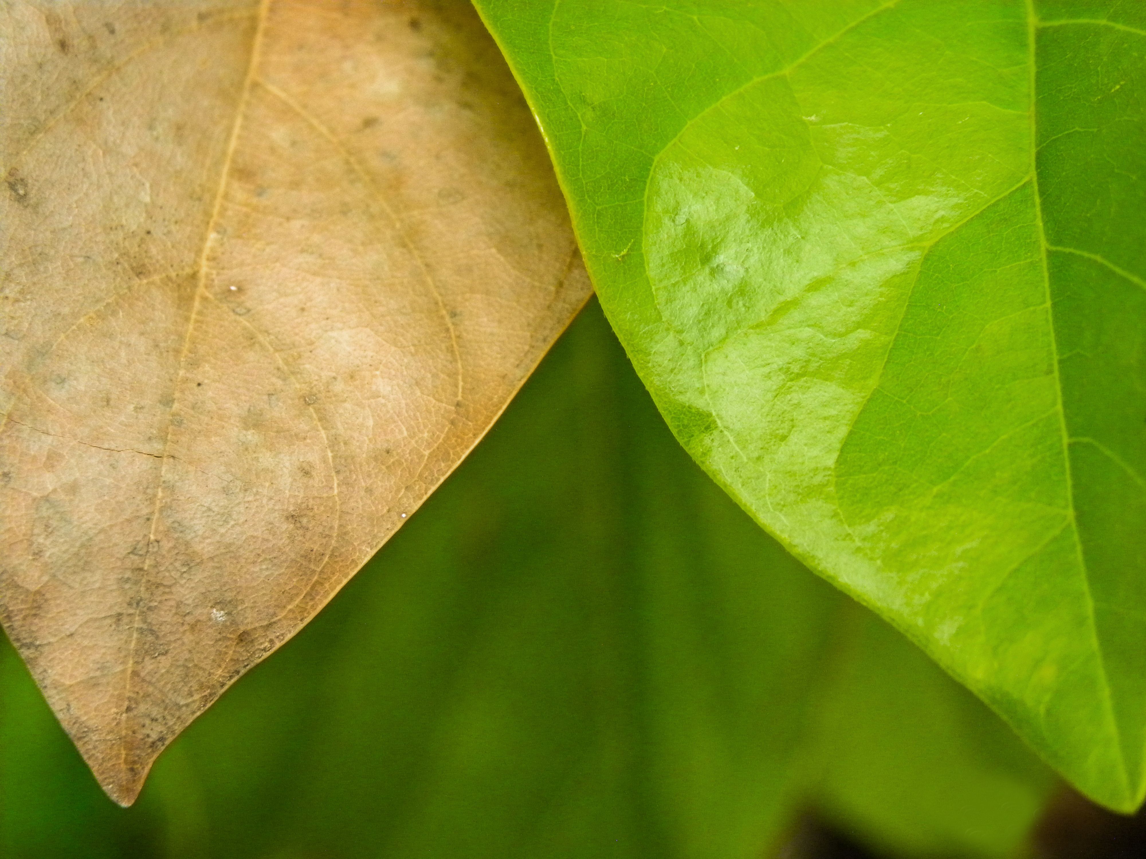 codal ravitoto conserve comparison fresh leaves