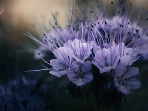 Purple Flowers in Nature