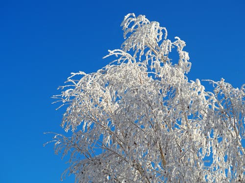 Hoarfrost on Tree in Winter