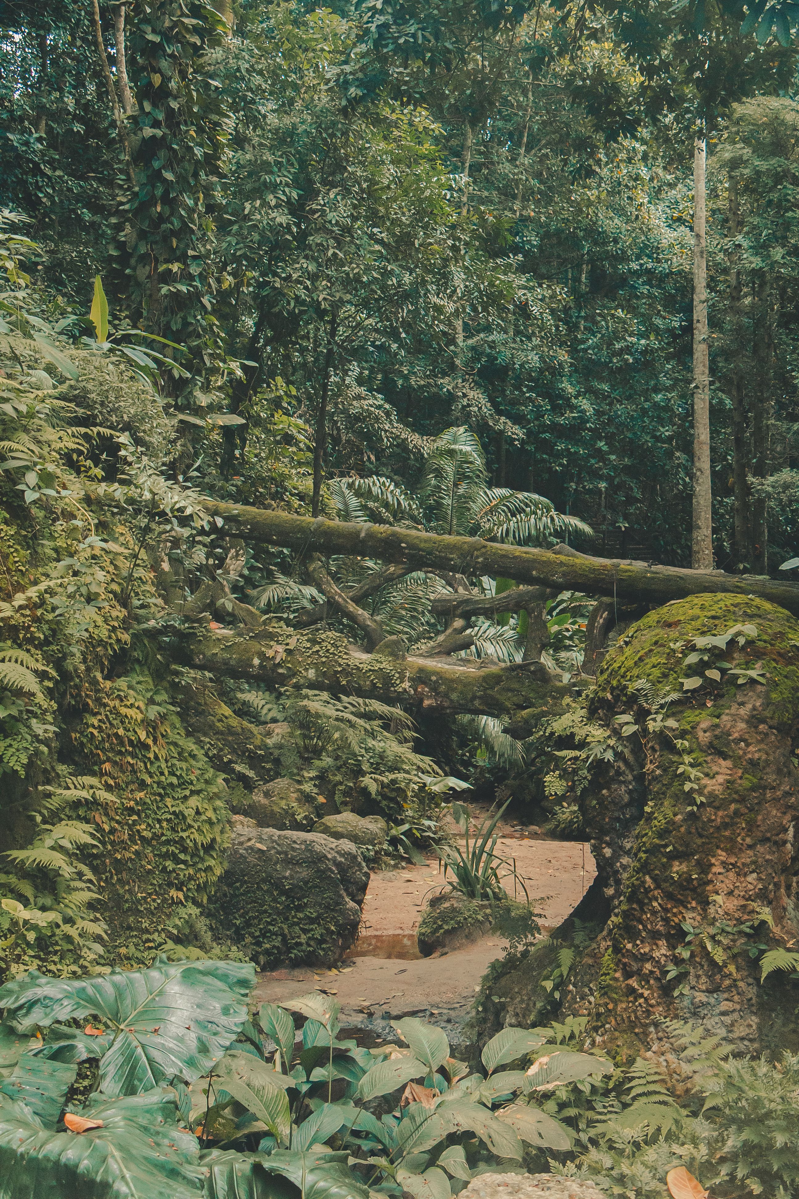 Daintree Rainforest Photos, Download The BEST