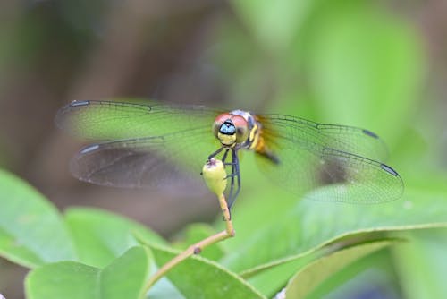dragonfly蜻蜓