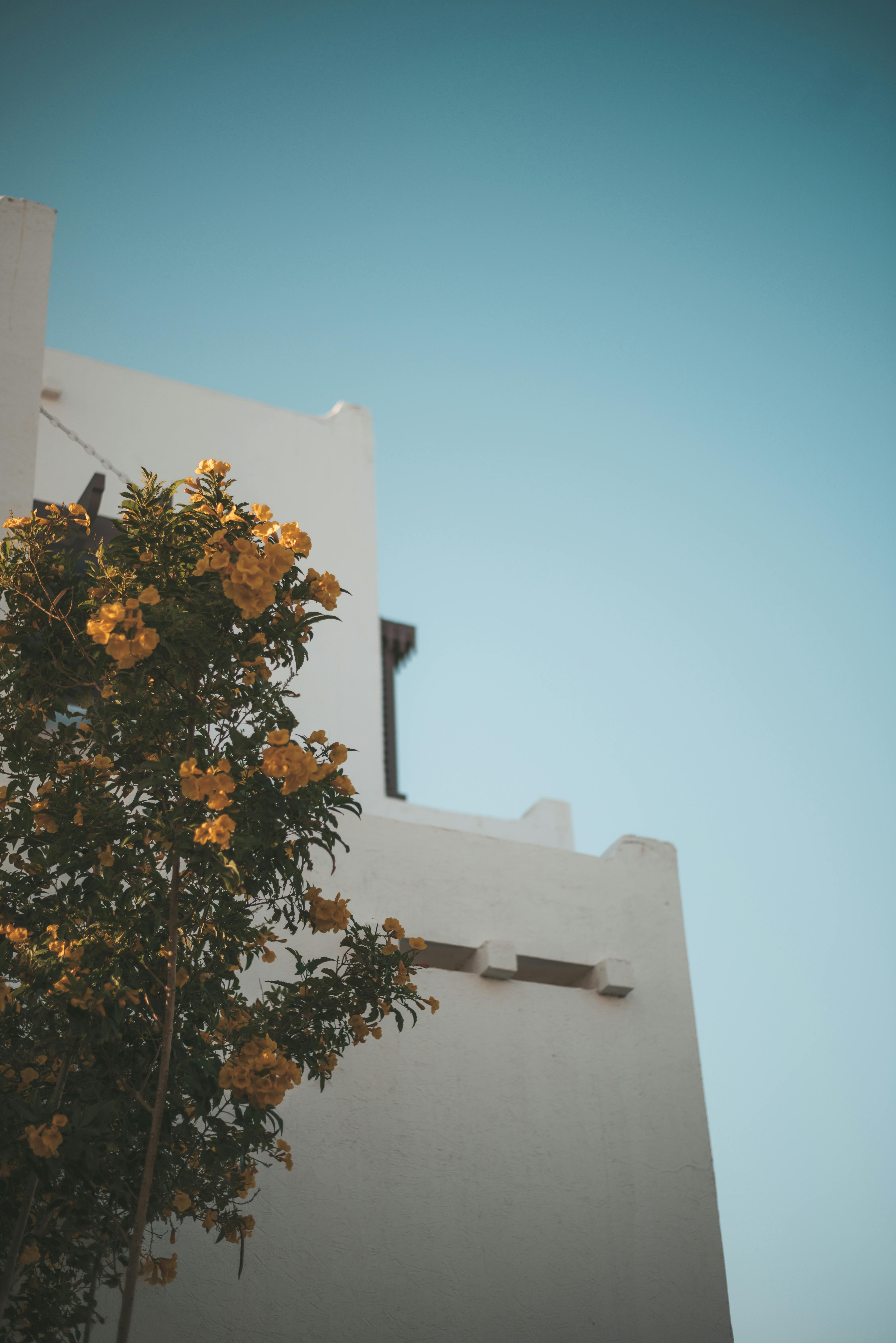 从低角度望去，一座白色现代建筑矗立在晴朗的天空下，周围开着鲜艳的黄花