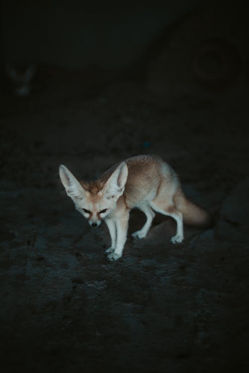 Fennec Fox的照片