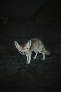 夜间，一只大耳朵的茴香狐在自然栖息地觅食