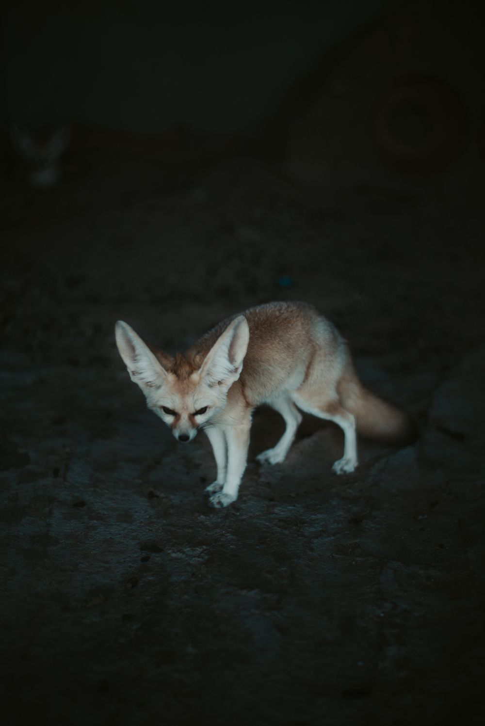 Fennec Tilki Türkiye'de Yasal mı? CITES, Fiyat ve Bakım Rehberi - Görsel 1