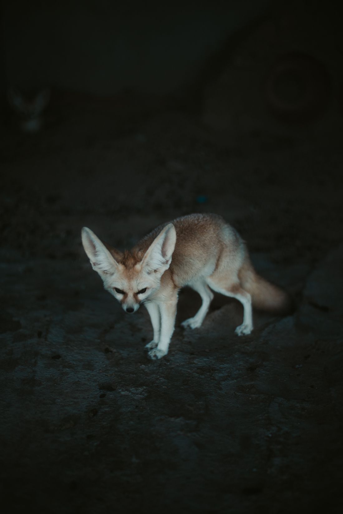 Gece doğal ortamda hareket eden fennec tilki